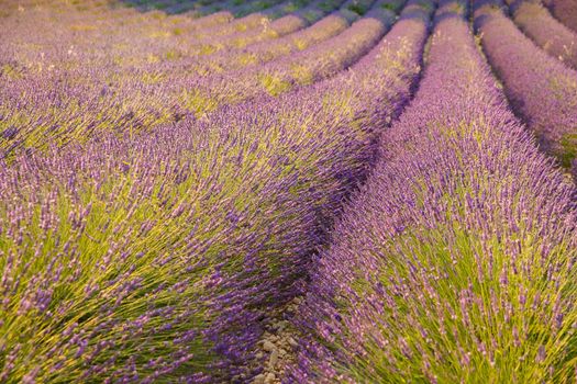 Are long rows of flowering lavender at sunset, field of lavender in France, Valensole, Cote Dazur-Alps-Provence, backlit. High quality photo
