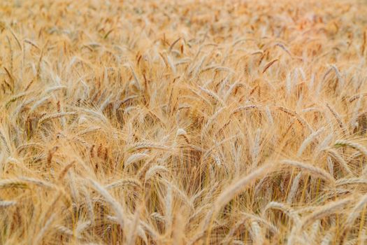 Wheat ears on a wind at sunset, yellow warm light, ripe cones, France, Provence, horizon, gold, rye field, sunset light, backlit. High quality photo
