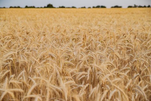 Wheat ears on a wind at sunset, yellow warm light, ripe cones, France, Provence, horizon, gold, rye field, sunset light, backlit. High quality photo