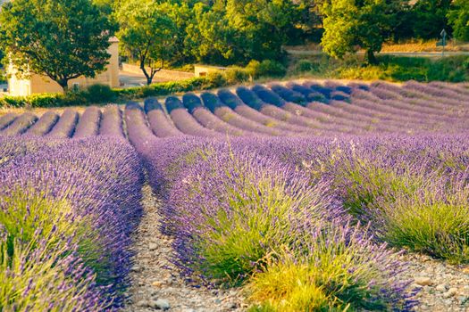 Are long rows of flowering lavender at sunset, field of lavender in France, Valensole, Cote Dazur-Alps-Provence, house on a background, backlit. High quality photo