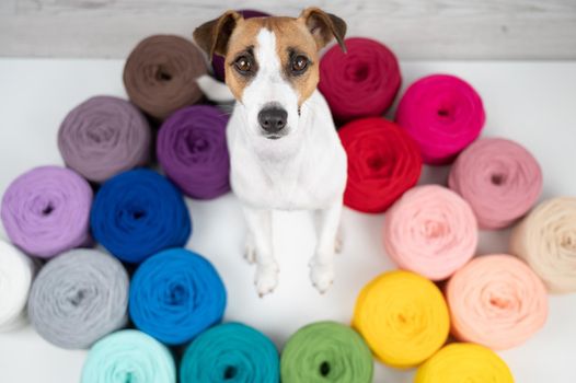 Jack russell terrier dog near multi-colored cotton yarn. The assortment of the store for needlework. Top view