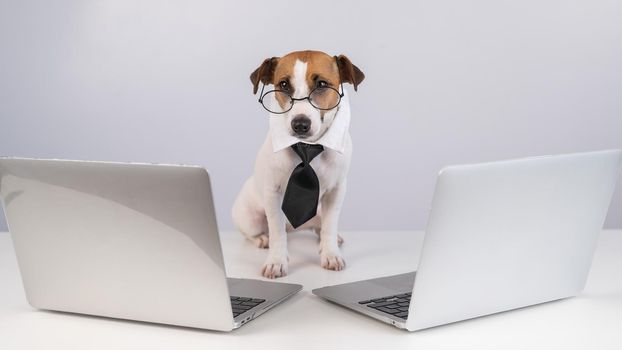 Jack Russell Terrier dog in glasses and a tie sits between two laptops on a white background
