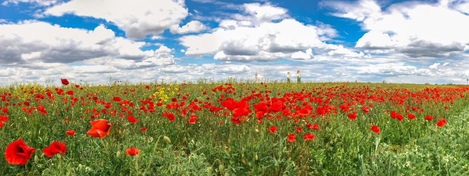 White clouds in the blue sky above the poppy field on a sunny spring day