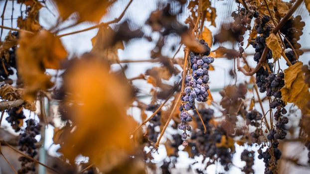 Withered unharvested blue grapes after winter