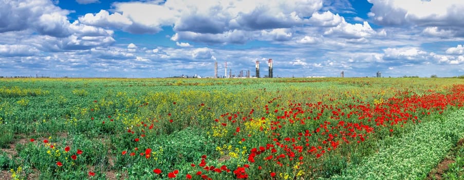 White clouds in the blue sky above the poppy field on a sunny spring day