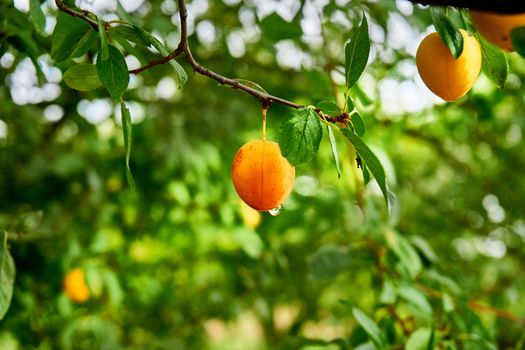 usually edible part of a nut, seed, or fruit stone contained within its hard shellYellow orange pricot kernels, healthy and tasty.