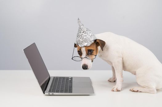 Jack Russell Terrier dog in a tinfoil hat and glasses works at a laptop