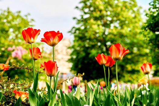 a bulbous spring-flowering plant of the lily family, with boldly colored cup-shaped flowers.