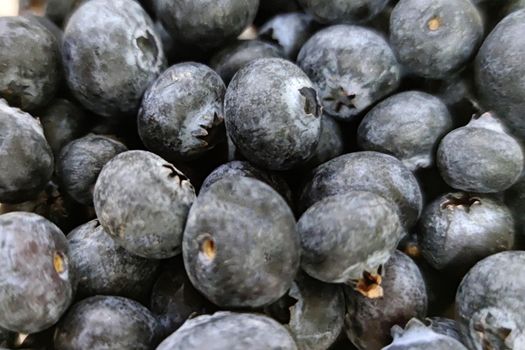 fresh blueberries close up for food background.