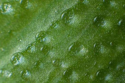 a round drop of pure transparent water lies on a green juicy leaf of grass. close-up, studio shooting