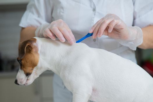 A veterinarian treats a dog from parasites by dripping medicine on the withers