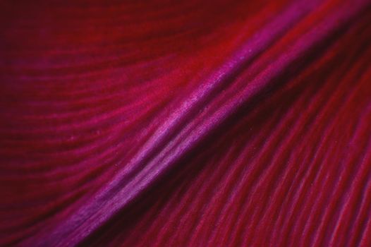 Extreme macro Bright close-up of a flower petal in pink. Abstract flower petal texture background