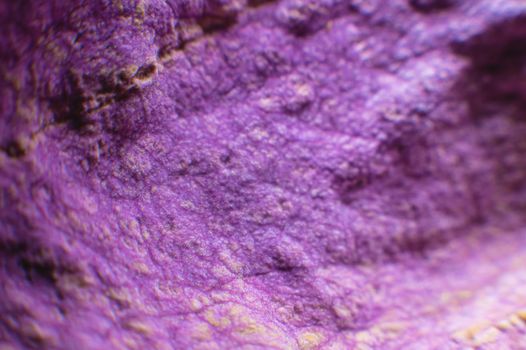 Dry purple rose petals. Macro photography. Abstract background. Withered plant close-up. shallow depth of field abstract background.