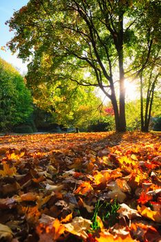 Golden autumn fall October in famous Munich relax place - Englischer Garten. English garden with fallen leaves and golden sunlight. Munchen, Bavaria, Germany