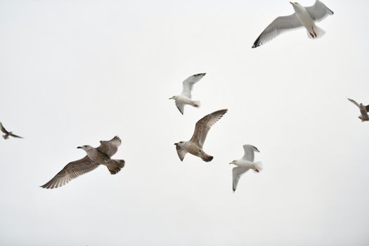 Seagulls flying in sky Spread wings