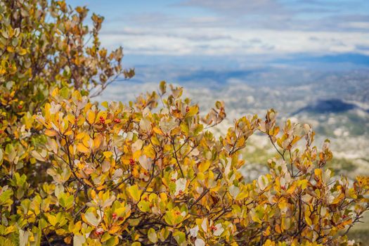 Summer mountain landscape at national park Lovcen, Montenegro. Sunny summer day.