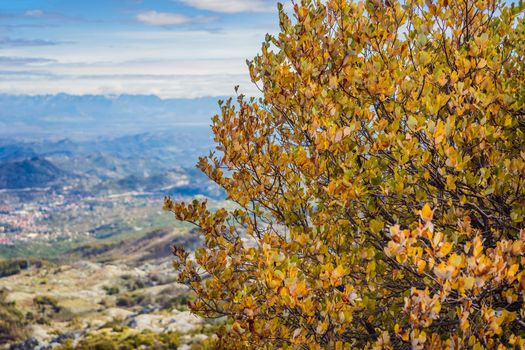 Summer mountain landscape at national park Lovcen, Montenegro. Sunny summer day.