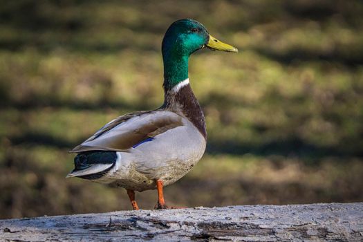 Wild duck with a green head sitting on a tree. High quality photo