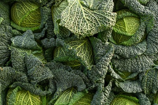 Savoy green cabbage on the market