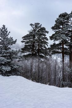 Covered with snow Caucasus mountain in Bakuriani resort, Georgia