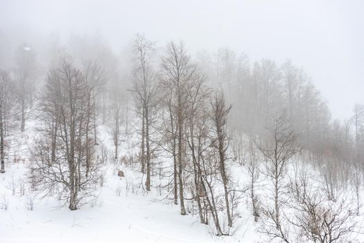 Covered with snow Caucasus mountain in misty day time in Bakuriani resort, Georgia