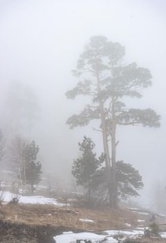 Covered with snow Caucasus mountain in misty day time in Bakuriani resort, Georgia