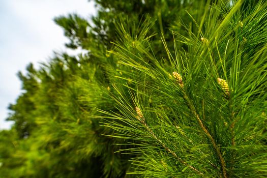 Green natural background with pine tree in spring park