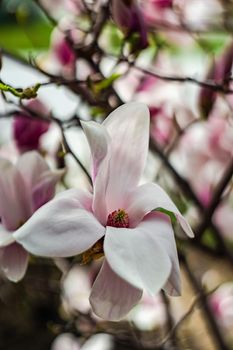 Blooming magnolia tree in spring on pastel bokeh in Tbilisi Rike Park, Georgia
