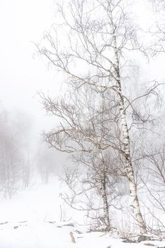 Covered with snow Caucasus mountain in misty day time in Bakuriani resort, Georgia