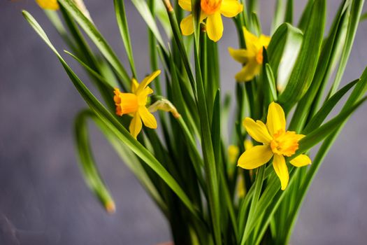 Seasonal home decor with flower pot of yellow mini daffodils