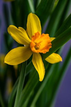 Seasonal home decor with flower pot of yellow mini daffodils