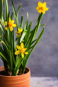 Seasonal home decor with flower pot of yellow mini daffodils