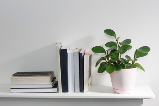 Peperomia magnoliifolia in a pink plastic pot, echeveria in a ceramic pot, a stack of books is on the bookshelf. Interior of a teenager's room.