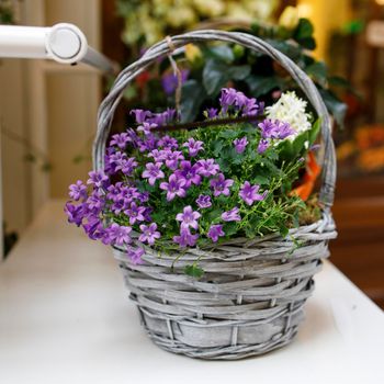 Campanula persicifolia ( Bellflower peach leaves , Campanula Persian or stick Jacob), purple bell flowers in wicker basket for sale. Flower shop