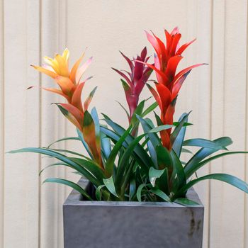 Yellow and red Guzmania in a large flower pot as an interior decoration