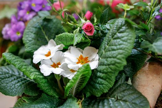 Multi-colored primrose in pots for sale at a farmer's market. White primrose in a flower bed as a garden decoration.