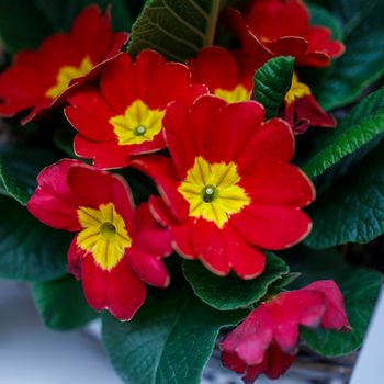 Multi-colored primrose in pots for sale at a farmer's market. Yellow, red primrose in a flower bed as a garden decoration.