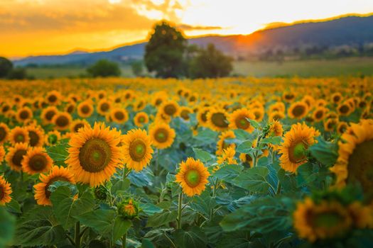 Beautiful field of sunflowers at sunset on a summer day