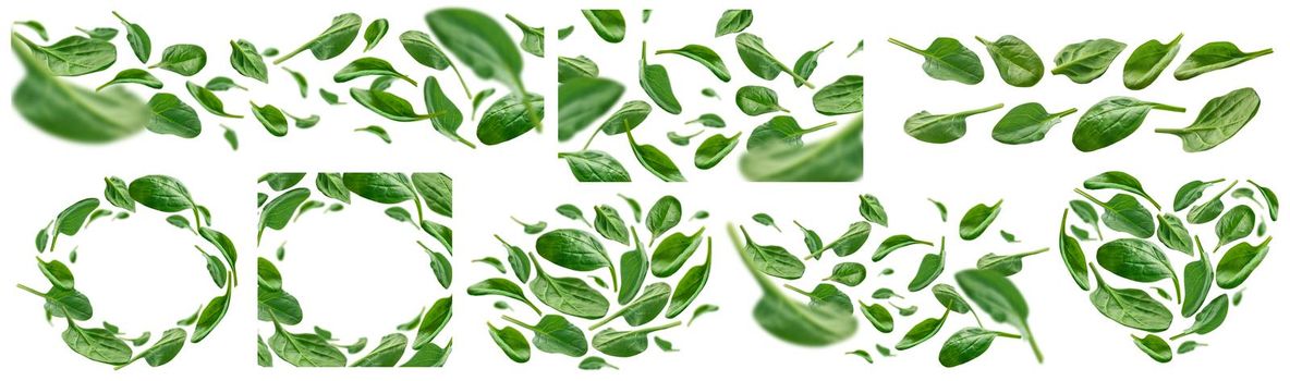 A set of photos. Green spinach leaves levitate on a white background.