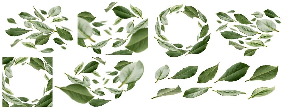 A set of photos. Green Bay leaves levitate on a white background.