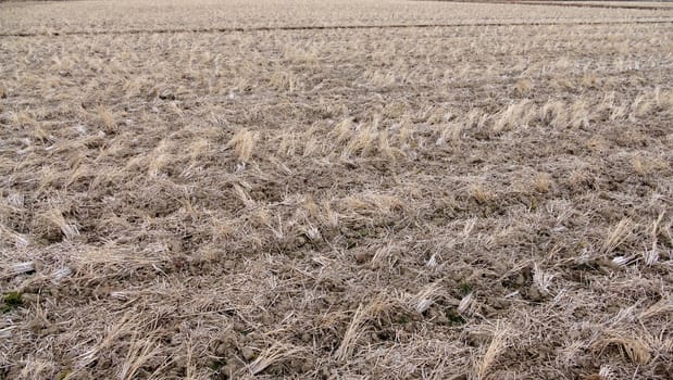 Field in winter after crop harvest
