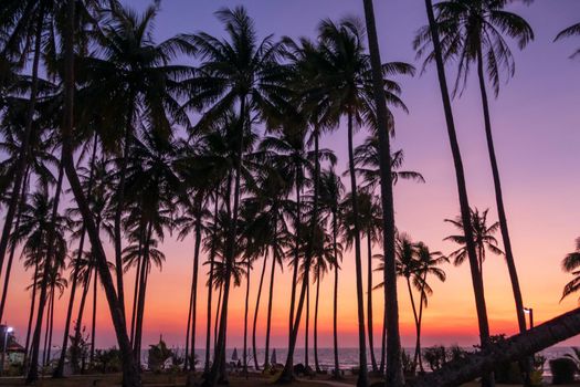 Palm trees at beach at dusk