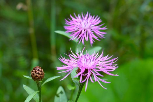 Flowering bright cornflower in the meadow in the spring. The background of nature