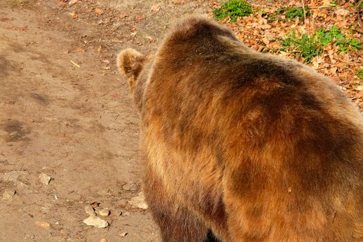 Close-up of a large brown bear in the forest