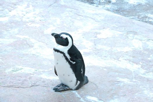 Close-up of a beautiful penguin in an animal park