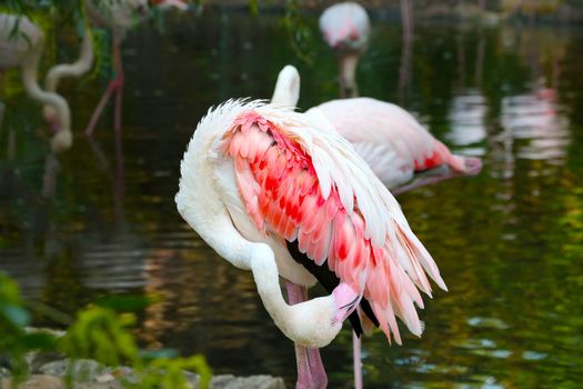 A beautiful pink flamingo cleans its feathers on the shore of a pond