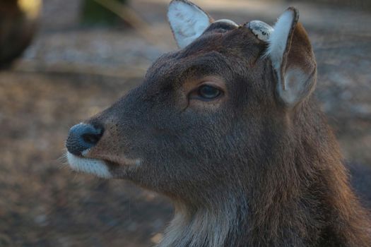 Close-up of a portrait of a wild deer in the forest