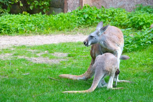 Kangaroo cub climbs into the mother's bag