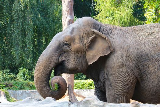 Close-up of an adult large elephant in the park