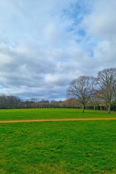 Beautiful green grass in the park in winter